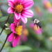 Bee with dahlia by pfaith7