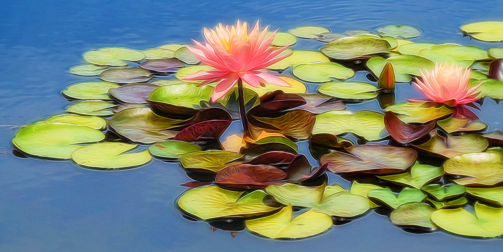 Lotus Blossoms  by joysfocus