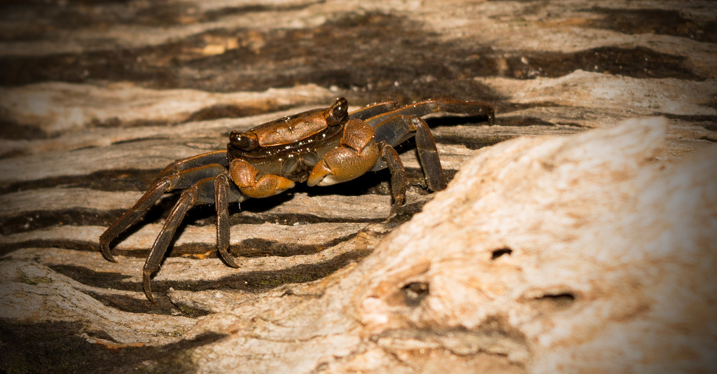 Crab Up On the Log! by rickster549