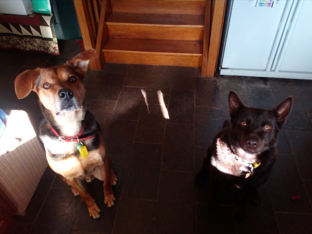 waiting for their biscuit treat by cruiser