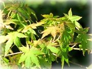 22nd Apr 2017 - Japanese Maple