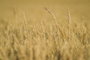 24th Jul 2017 - Flathead Farmers - Wheat Field
