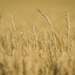 Flathead Farmers - Wheat Field by 365karly1
