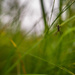 In the grass by haskar