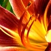 Tiger Lily by gardenfolk