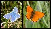 24th Jul 2017 - Norway butterflys