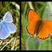 Norway butterflys by steveandkerry