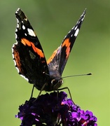 24th Jul 2017 - Beautiful Buddleia Butterfly