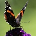 Beautiful Buddleia Butterfly by carole_sandford
