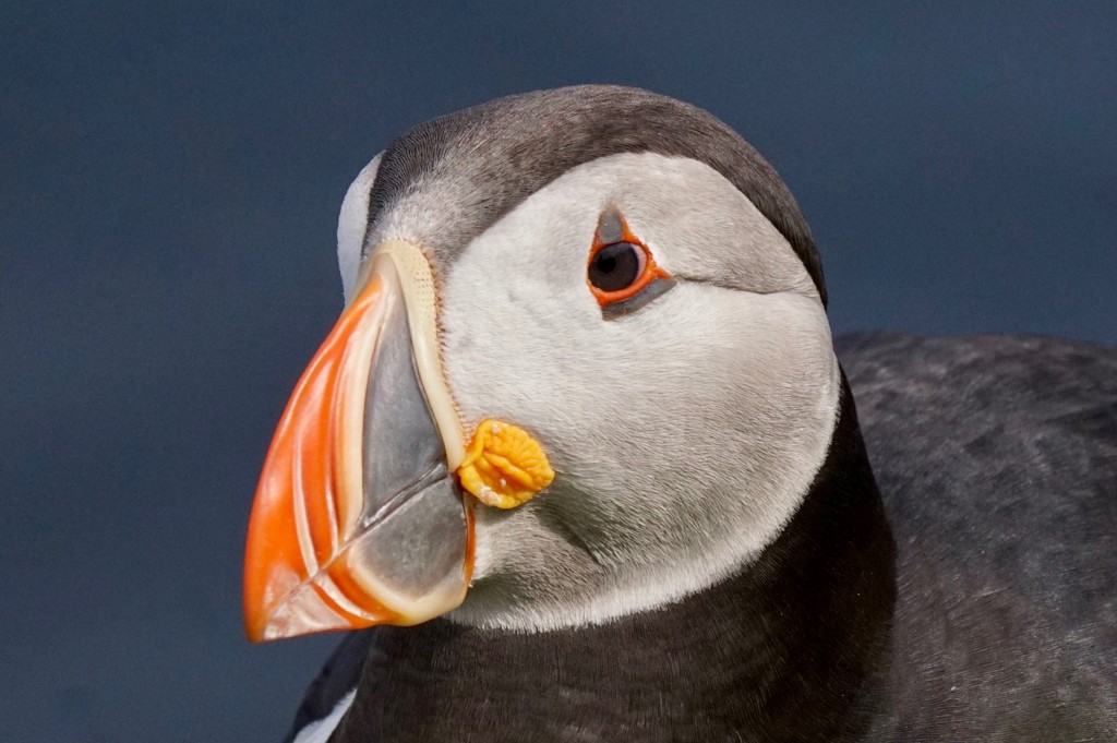 PUFFIN UP CLOSE by markp