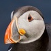 PUFFIN UP CLOSE by markp