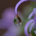 Rosemary In A Raindrop_DSC4698 by merrelyn