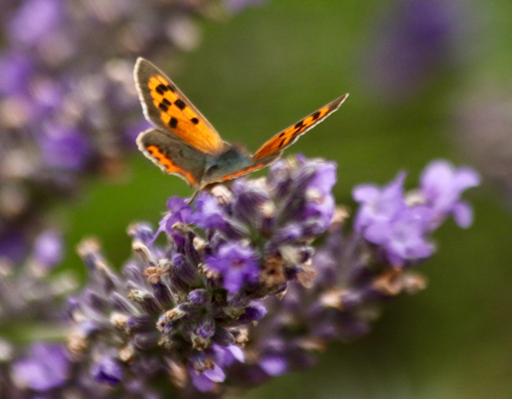 Small Copper by orchid99
