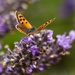 Small Copper by orchid99