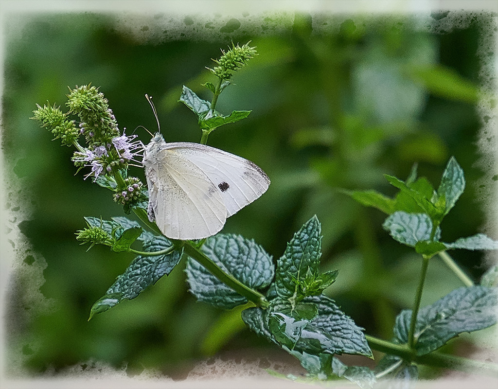 White Cabbage Butterfly by gardencat