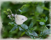 24th Jul 2017 - White Cabbage Butterfly