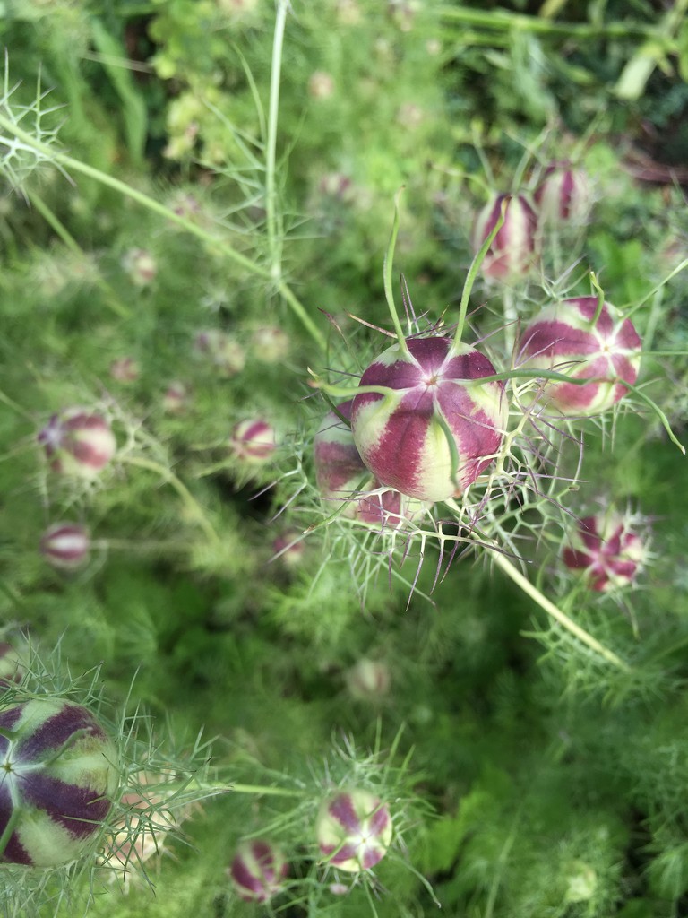 love-in-a-mist seedpods by wiesnerbeth