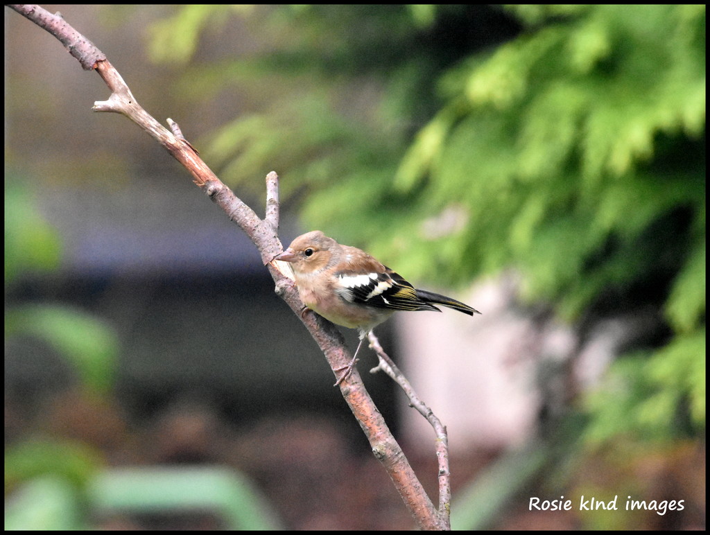 Perching by rosiekind