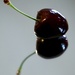 Cherry Cherry by phil_sandford