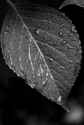 24th Jul 2017 - Hydrangea leaf