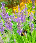 24th Jul 2017 - Lavender bee