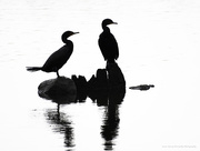 23rd Jul 2017 - Cormorants in silhouette
