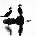 Cormorants in silhouette by mccarth1