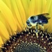 Pollen Legs by lynnz
