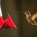 Hummingbird at the Feeder! by rickster549