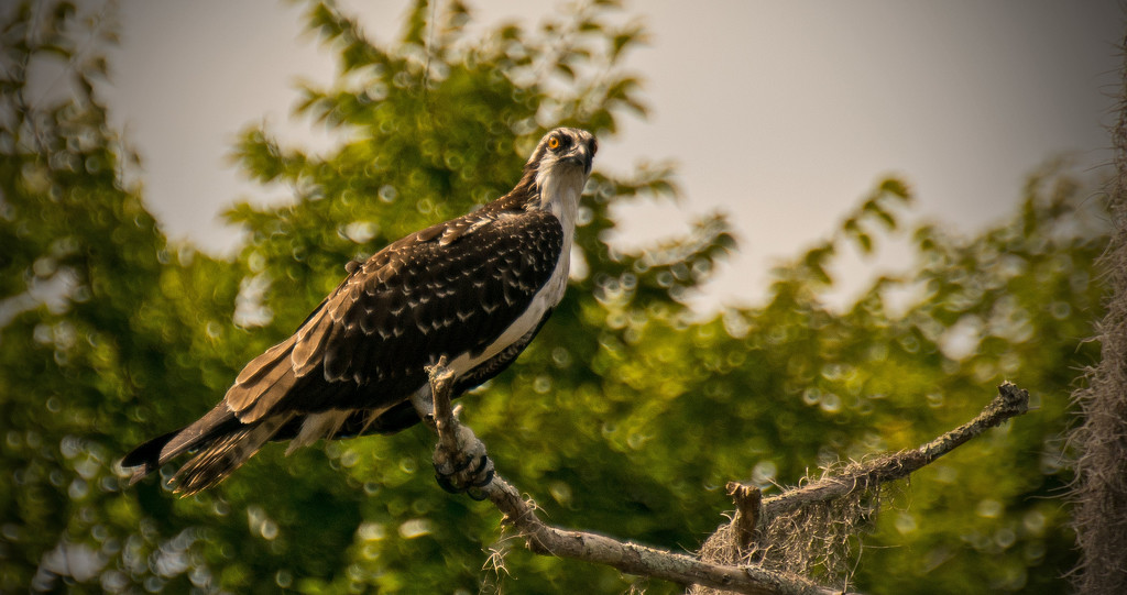 Young Osprey Looking for Fish! by rickster549