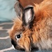 Bunny Ears by caitnessa