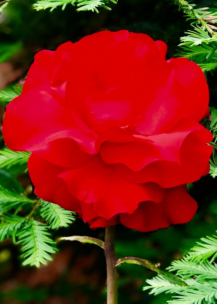 Ruby Rose by gardenfolk