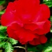 Ruby Rose by gardenfolk