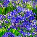 Agapanthus Bloom by gardenfolk