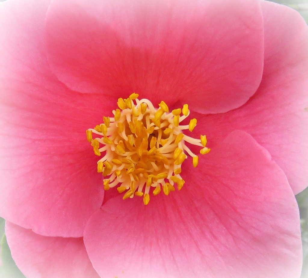 heart of the camellia by cruiser
