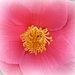 heart of the camellia by cruiser