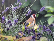 25th Jul 2017 - Goldfinch on Lavender