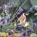 Goldfinch on Lavender by mattjcuk