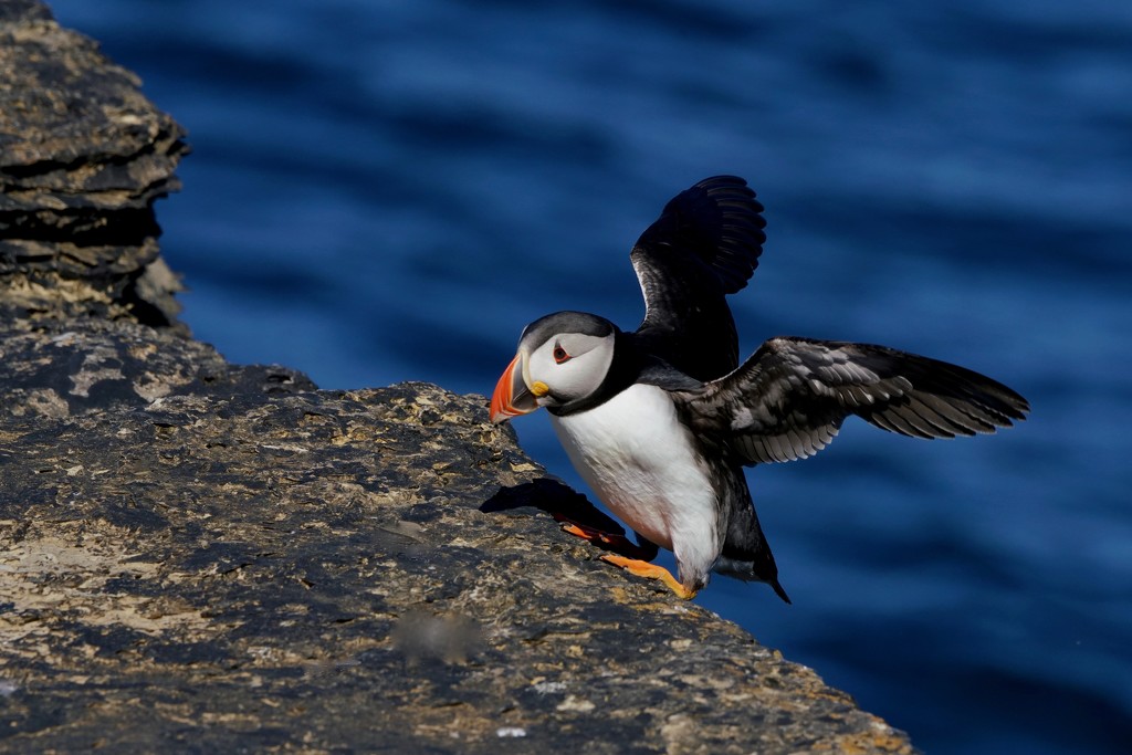 STRUGGLING PUFFIN by markp