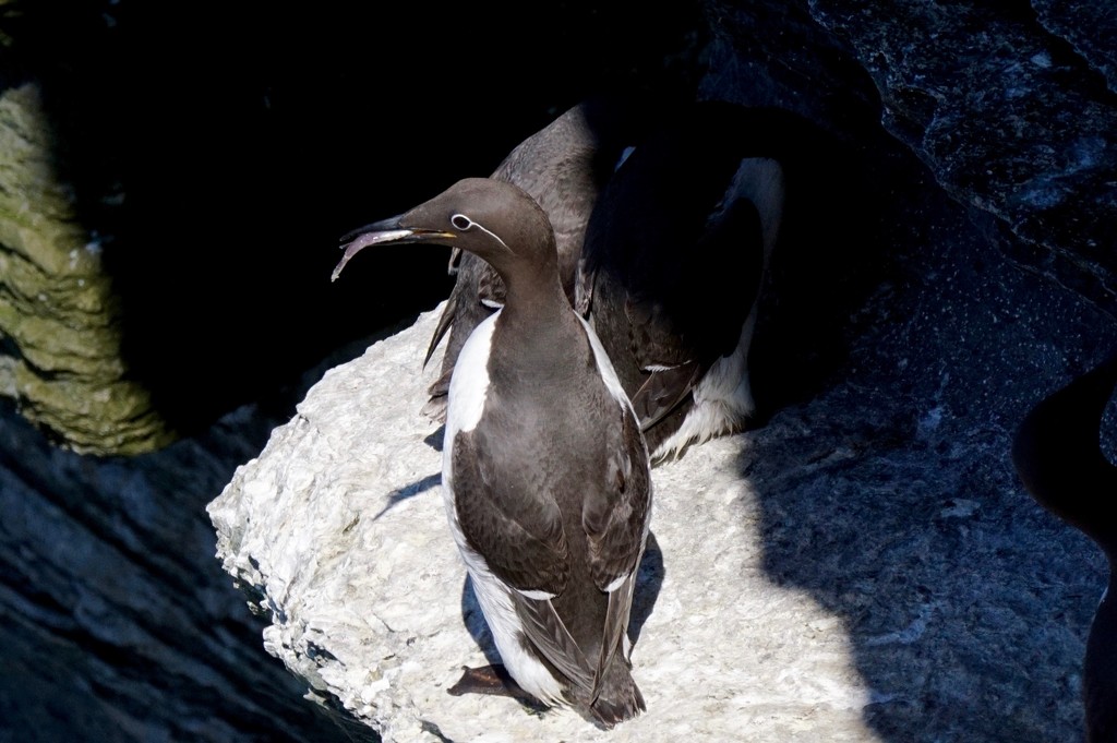 BRIDLED GUILLEMOT WITH HIS DINNER by markp
