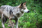 13th Jul 2017 - Mexican Gray Wolf