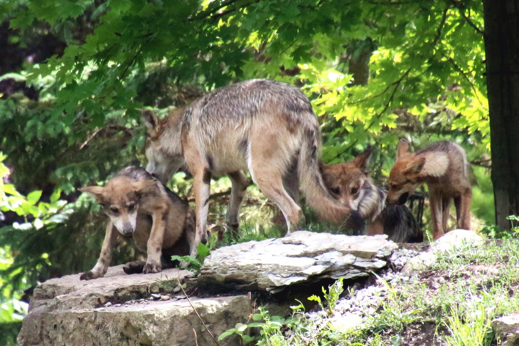 Mexican Gray Wolf Momma and her pups by randy23