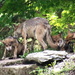 Mexican Gray Wolf Momma and her pups by randy23