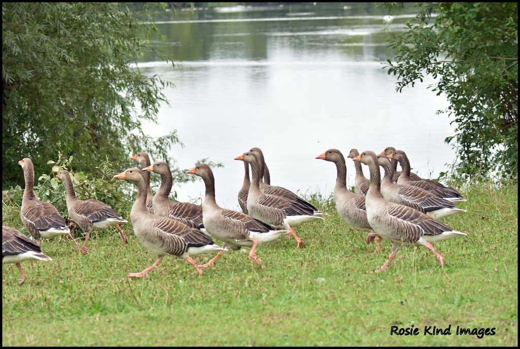 A gaggle of geese by rosiekind