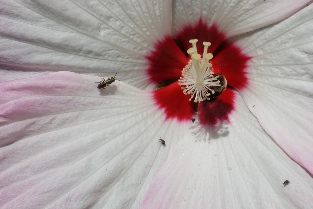 Ant and bee on hibiscus by tunia