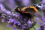 25th Jul 2017 - Butterfly on Lavender