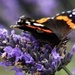 Butterfly on Lavender by phil_sandford