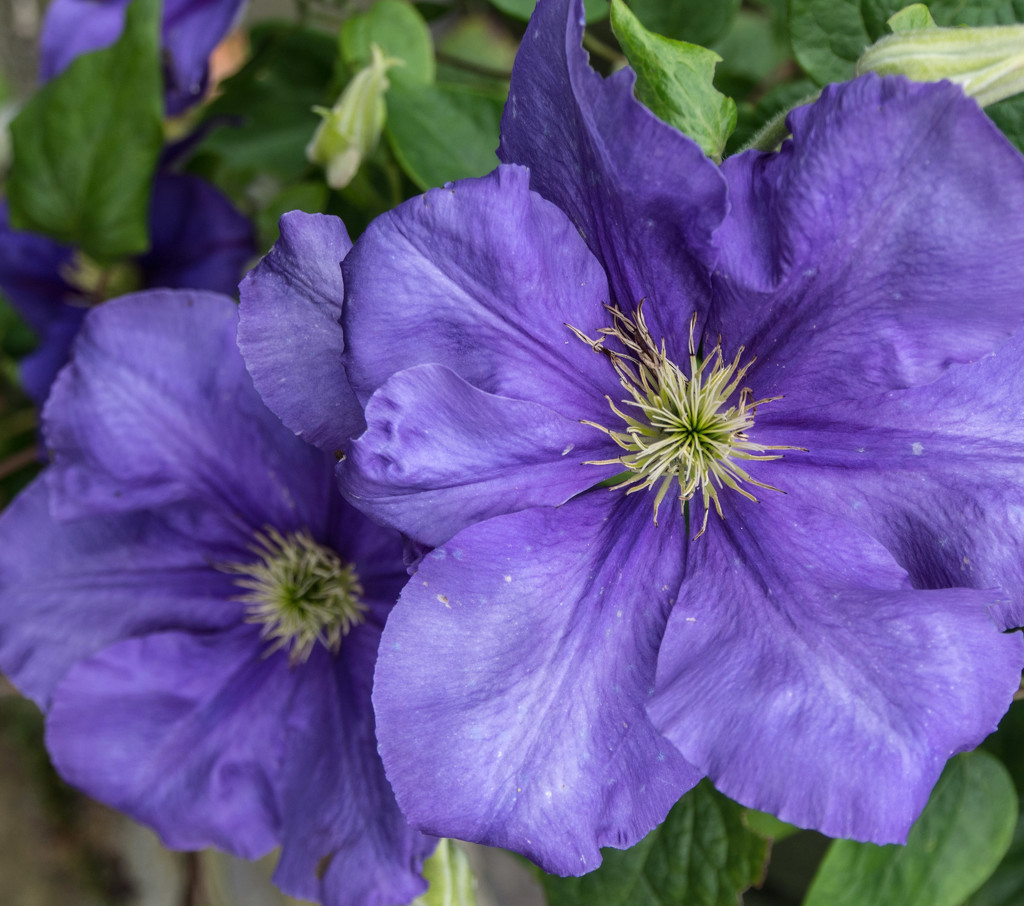 Clematis by frequentframes