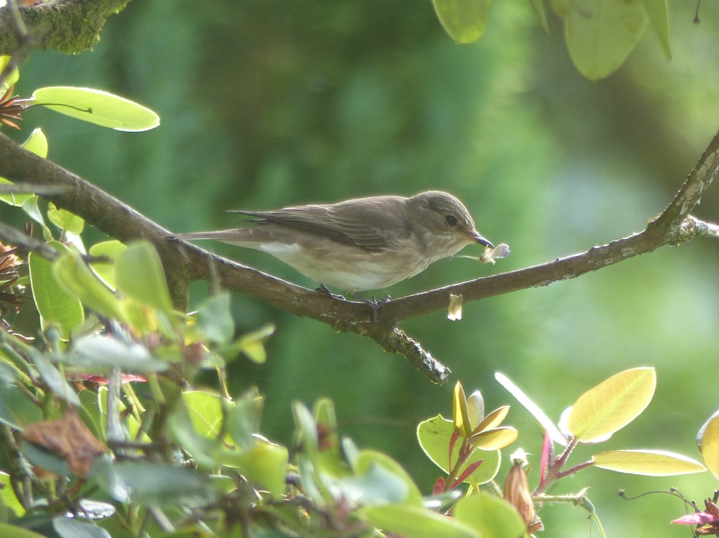  Spotted Flycatcher  by susiemc