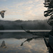 Heron At Munsel Lake Composite  by jgpittenger